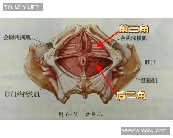 提高盆底肌力量，改善女性健康凯格尔运动的科学与实操解析