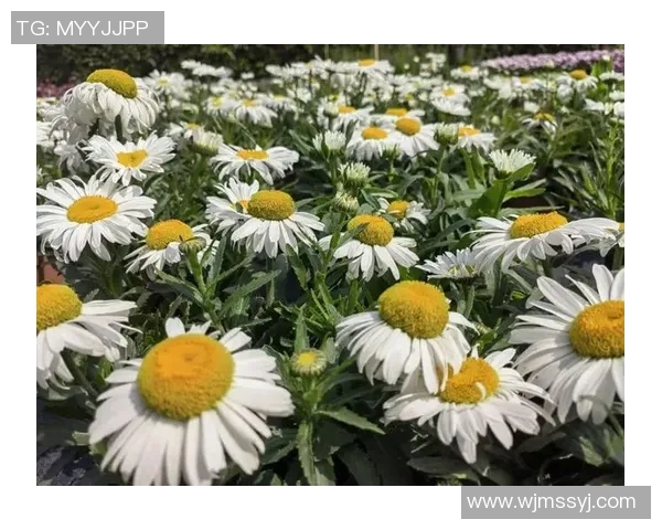 花卉种植的技巧与经验分享,助你打造四季如春的花园景观 花卉种植的技巧与经验分享,助你打造四季如春的花园景观